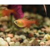 Tetra červená Hyphessobrycon flammeus orange