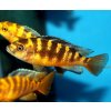 pseudotropheus crabro nakantenga
