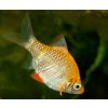 puntius platina mrenka platinová