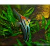 pterophyllum scalare rio manacapura