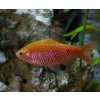 Pethia conchonius Rosy barb (Mrenka ružová)