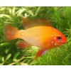 Ramirezi gold