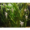Vallisneria gigantea