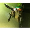 Pterophyllum scalare (Skalár) Red Devil