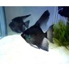 pterophyllym scalare black