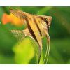Pterophyllum scalare (Skalár) Pruhovaný