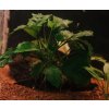 Anubias barteri