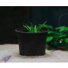Sagittaria subulata