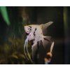 pterophyllym scalare dalmatin