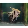 pterophyllym scalare dalmatin 2