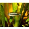 Hyphessobrycon herbertaxelrodi - neonka čierna