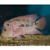 Cichlasoma Flowerhorn