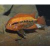 Herotilapia multispinosa orange 6+ cm