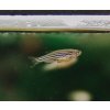 danio rerio danio pruzkovane