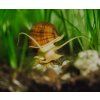Ampullaria australis - Brown