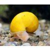 Ampullaria australis - Yellow