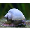 Ampullaria australis - Blue