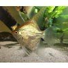 pterophyllym scalare gold