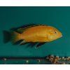 Labidochromis yellow - Papuľovec čiernoplutvý 3-4 cm