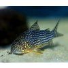 Corydoras sterbai - Pancierníček Sterbov