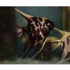 pterophyllym scalare marble