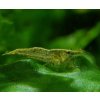 Neocaridina Palmata var. Green