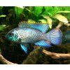 Andinoacara pulcher neon blue - Akara Electric Blue 3 - 5 cm