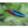 Paracheirodon innesi - tetra neonová