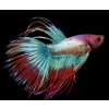 Betta splendens super delta - samec (bojovnica pestrá)