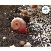 Planorbarius sp. - kotúľka ružová (20ks)