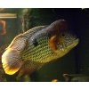 Aequidens rivulatus
