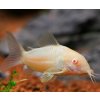 Corydoras aeneus albino