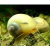 Ampullaria australis - white