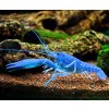 Procambarus alleni - Rak floridský